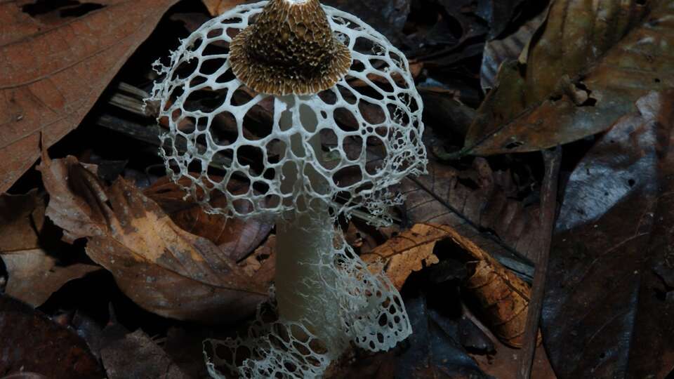 Netflix documentary 'Fantastic Fungi' explores the many magical