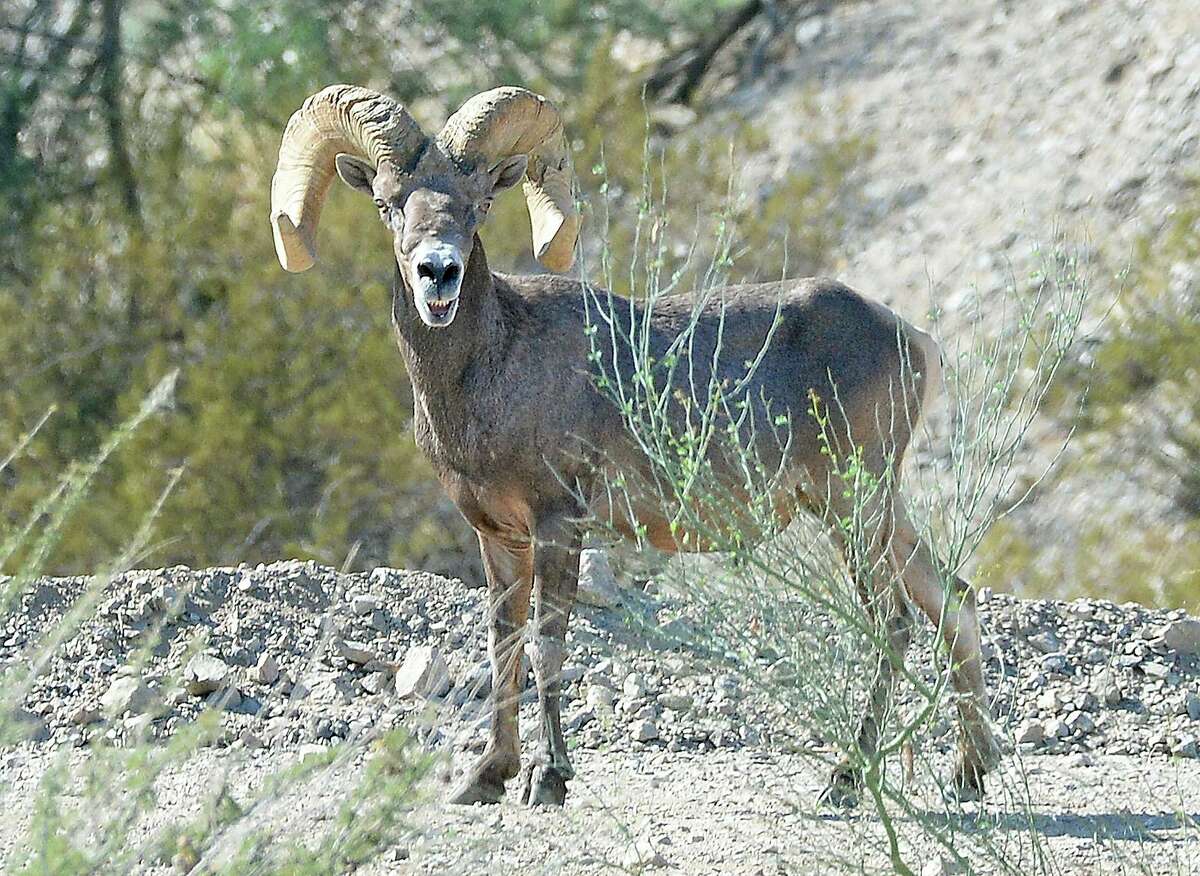 A desert bighorn sheep ram walks along the road on the east side of the Gila Main Canal, moments after coming down from the hills for a drink of water from the canal northeast of Yuma, Ariz., Thursday morning, July 29, 2021. (Randy Hoeft/The Yuma Sun via AP)