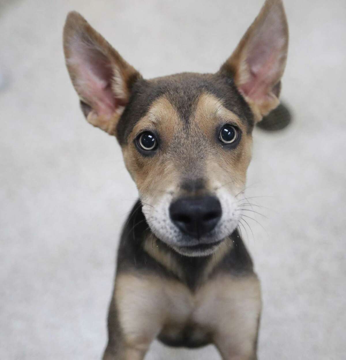 Jinx, a Shepherd mix is up for adoption with her siblings at the Houston Humane Society, Wednesday, August 11, 2021, in Houston. Many Houston-area shelters are inundated with intakes due to COVID, evictions and abandoned animals.
