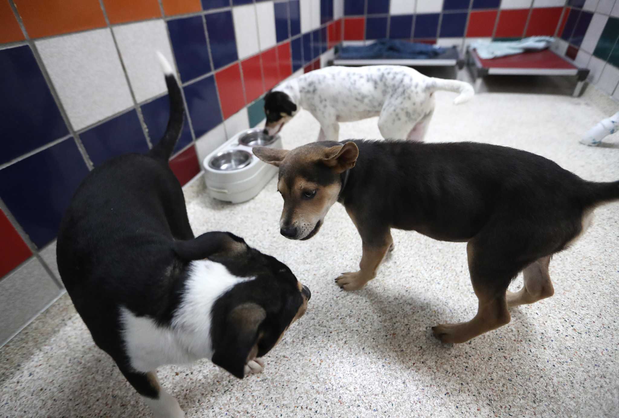 Houston animal shelters near critical capacity levels due to COVID surrenders, evictions