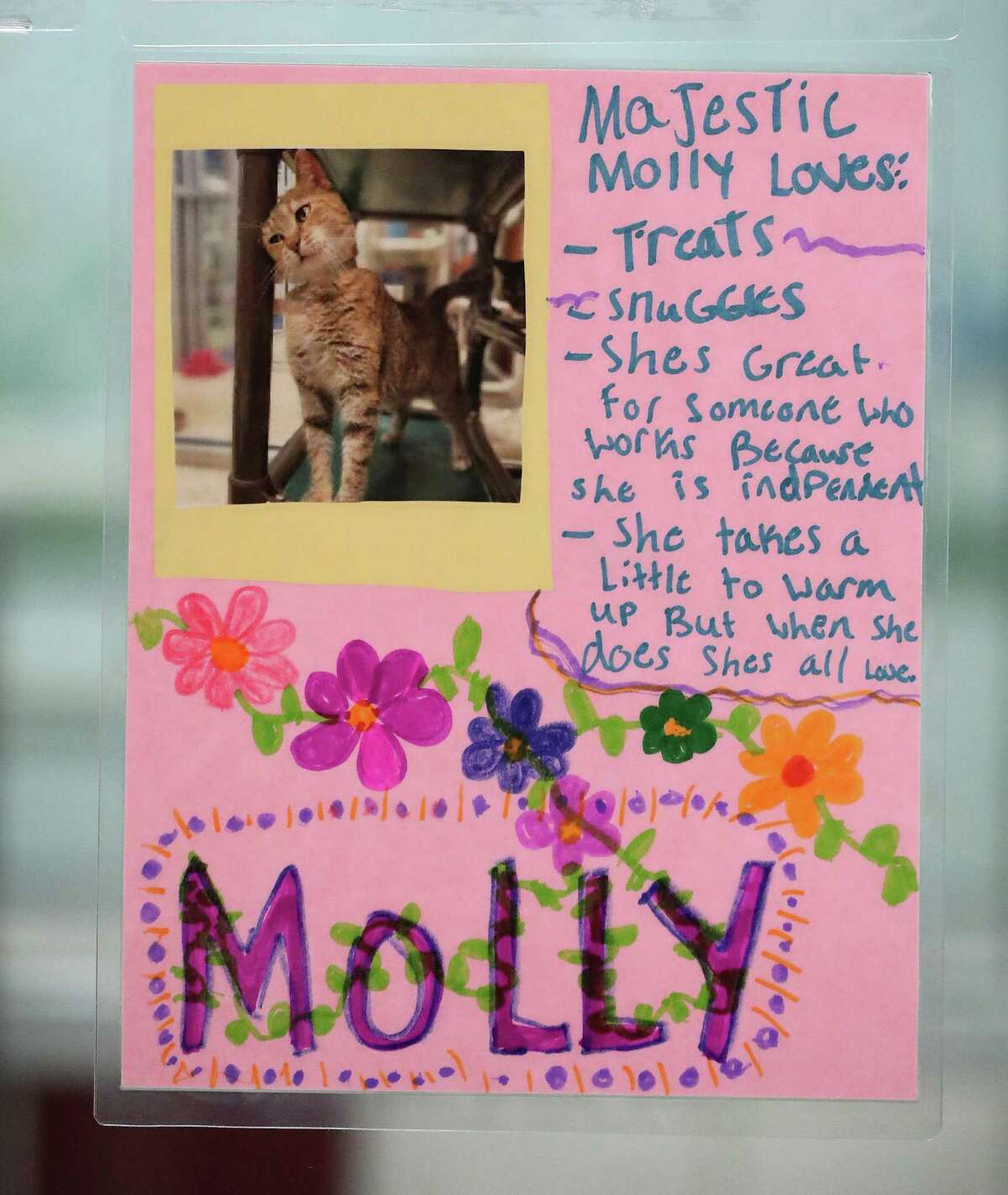 A sign listing all of the things Molly, the cat, loves on the door of her kennel. Molly, one of longest-staying pets at the Houston Humane Society, was recently returned after being adopted in her kennel at the Houston Humane Society, Wednesday, August 11, 2021, in Houston. Many Houston-area shelters are inundated with intakes due to COVID, evictions and abandoned animals.