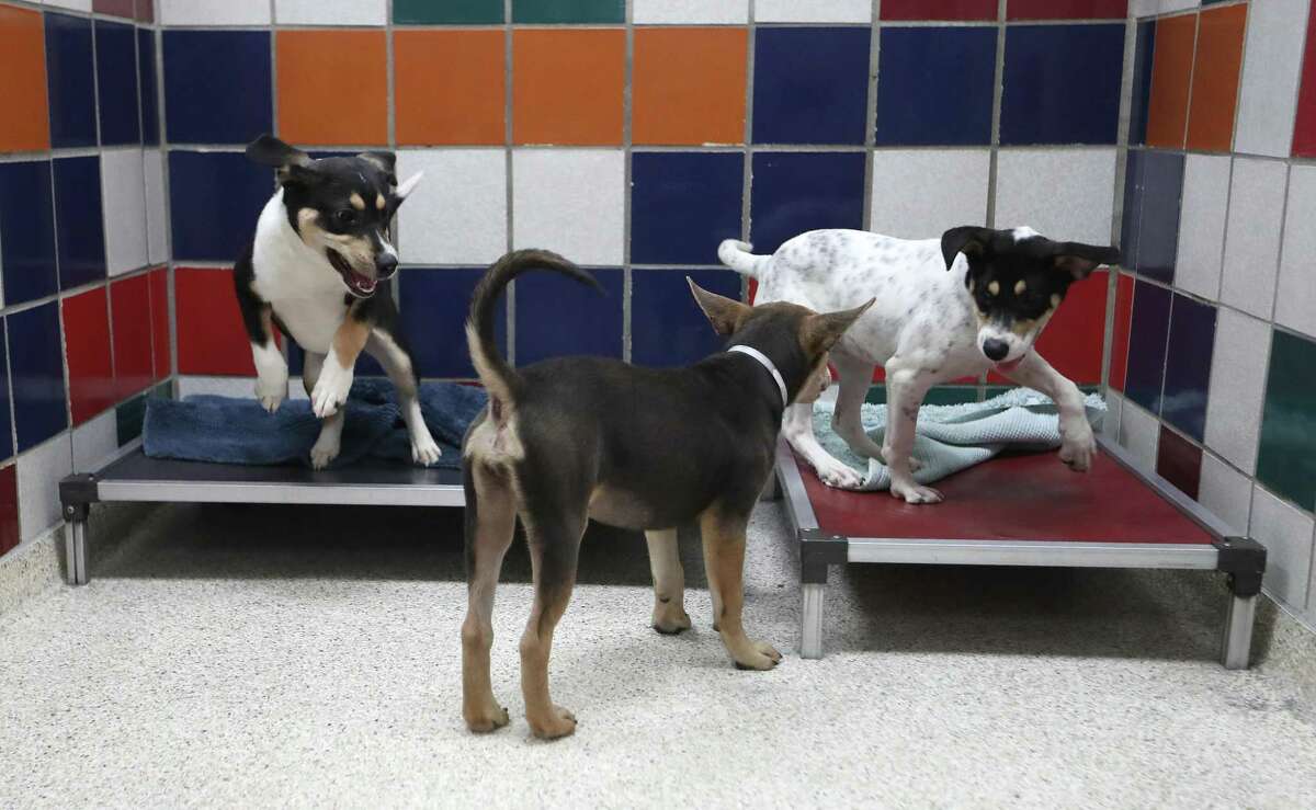 Clara, left, Jinx, and Carla, right play together in their kennel at the Houston Humane Society, Wednesday, August 11, 2021, in Houston. Many Houston-area shelters are inundated with intakes due to COVID, evictions and abandoned animals.
