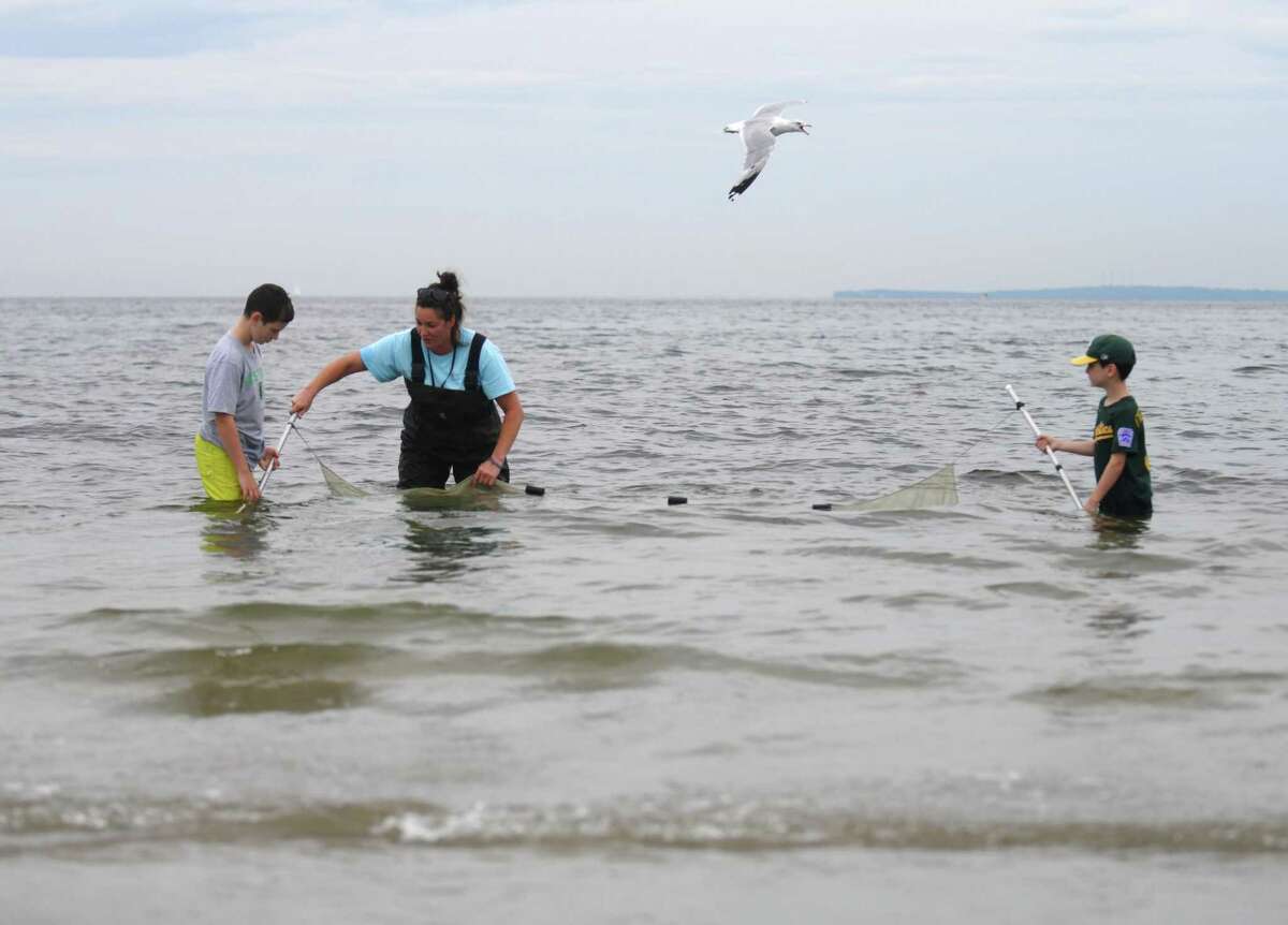 Naturalist Kelly McQuade, center, helps Wheeler Smidt, left, 12, of Albuquerque, and Levi Stein, 7, of Boston, seine for fish in the Long Island Sound at Greenwich Point Park in Old Greenwich, Conn. Wednesday, Aug. 4, 2021. The Seaside Center is open Wednesdays through Sundays featuring daily beach walks with naturalists at 11:30 a.m. and 3:30 p.m. There are also children's activities on the porch from noon to 3 pm.