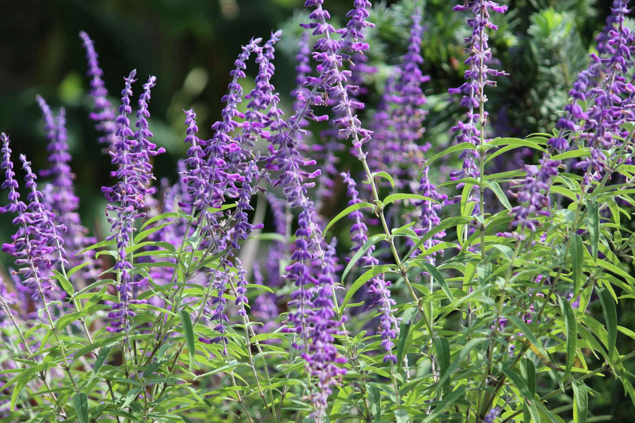 These colorful flowers lure hummingbirds to the garden