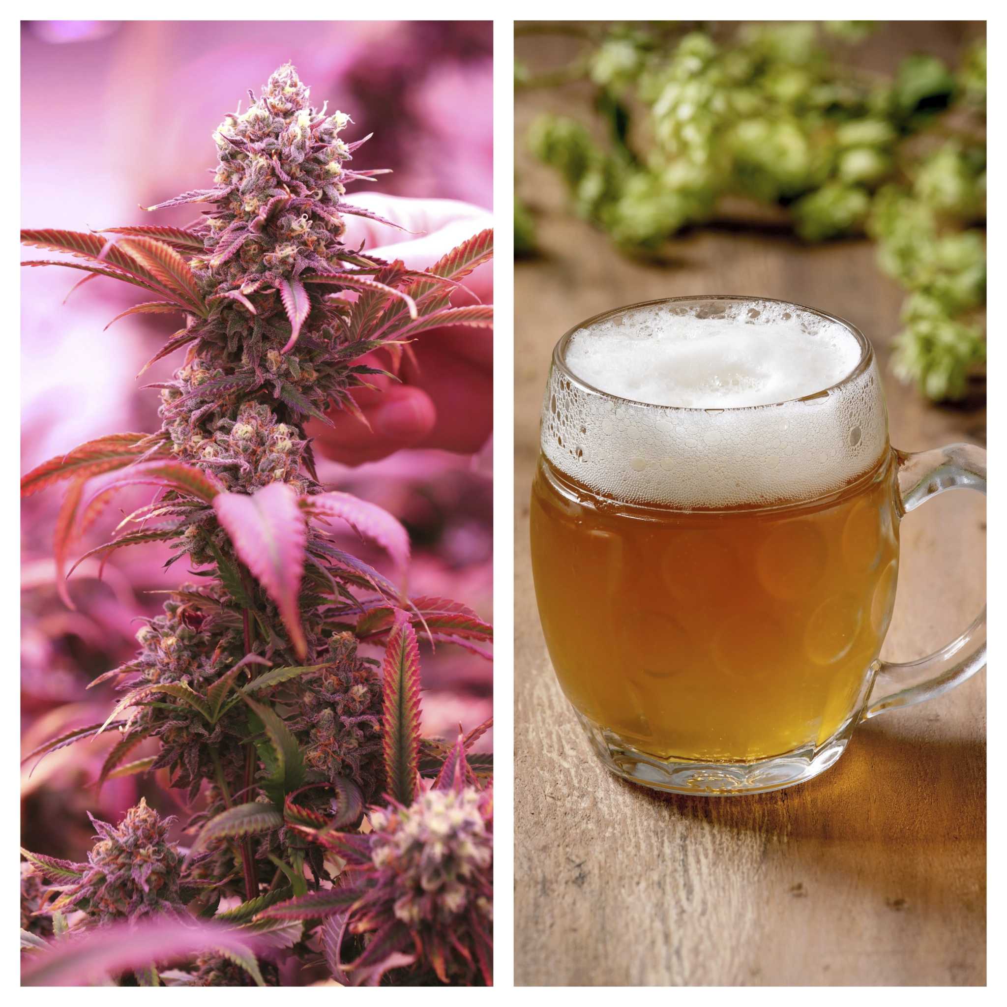 Weed Vs Alcohol Memeterms Of Use - g8pohns