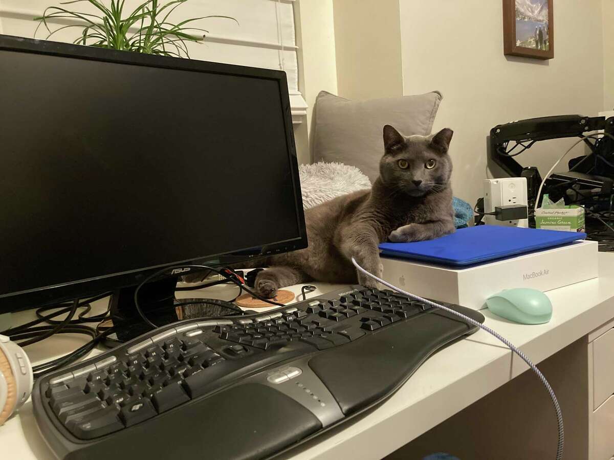 Jennifer Latson’s cat Larry on her desk at her work from home office.