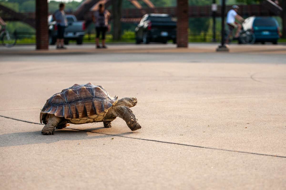 Bruce the tortoise walks near the Tridge in Midland on Aug. 4, 2021.