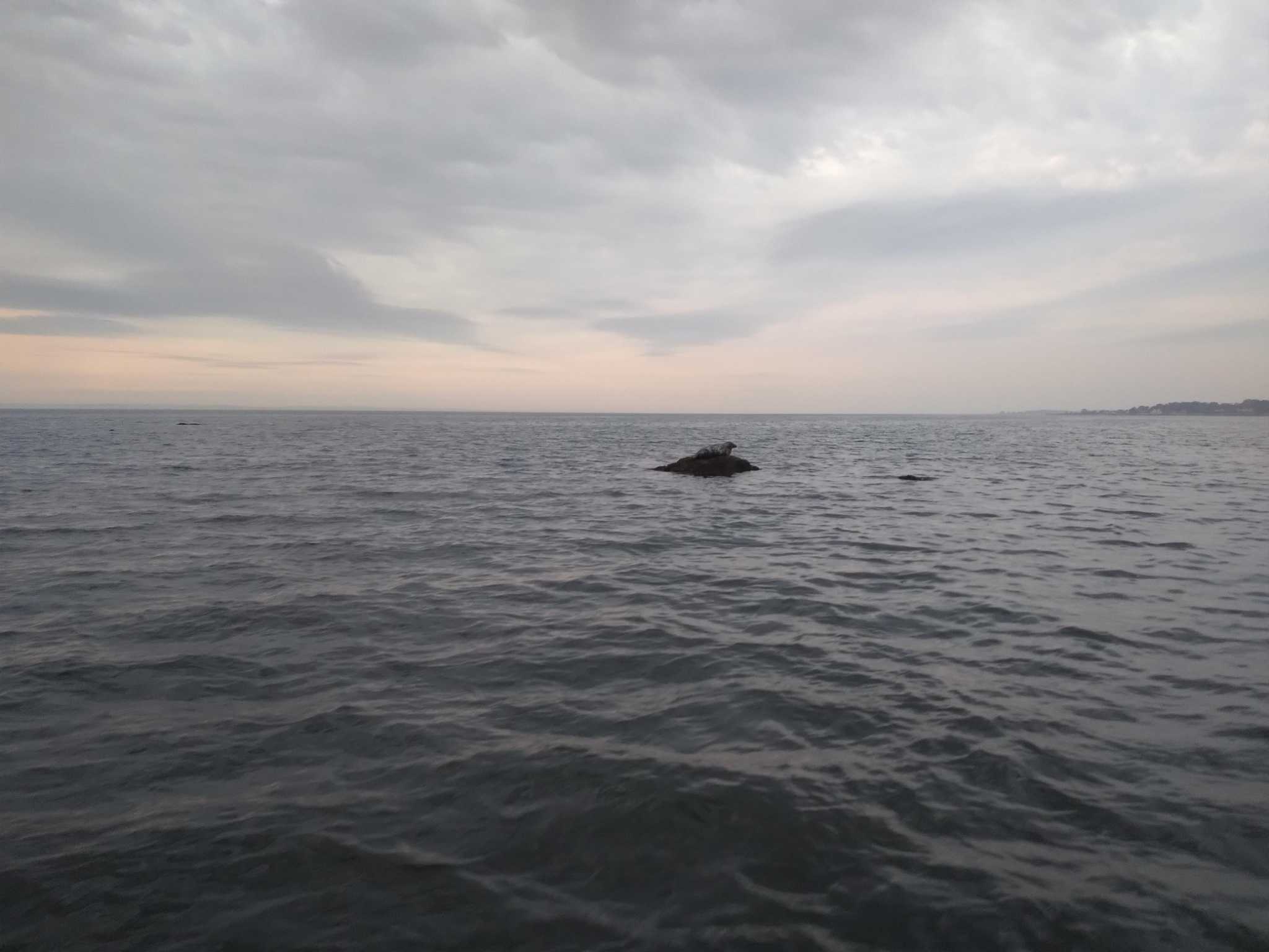 Rare summer sighting: Gray seal - 'a pretty big boy' - spotted in Long Island Sound - Vimarsana News