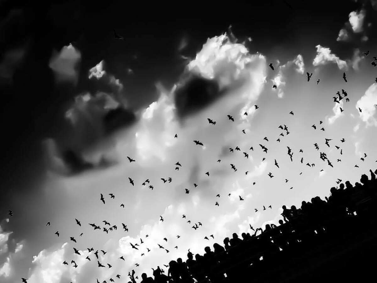 A real bat was spotted flying inside a Texas movie theater and