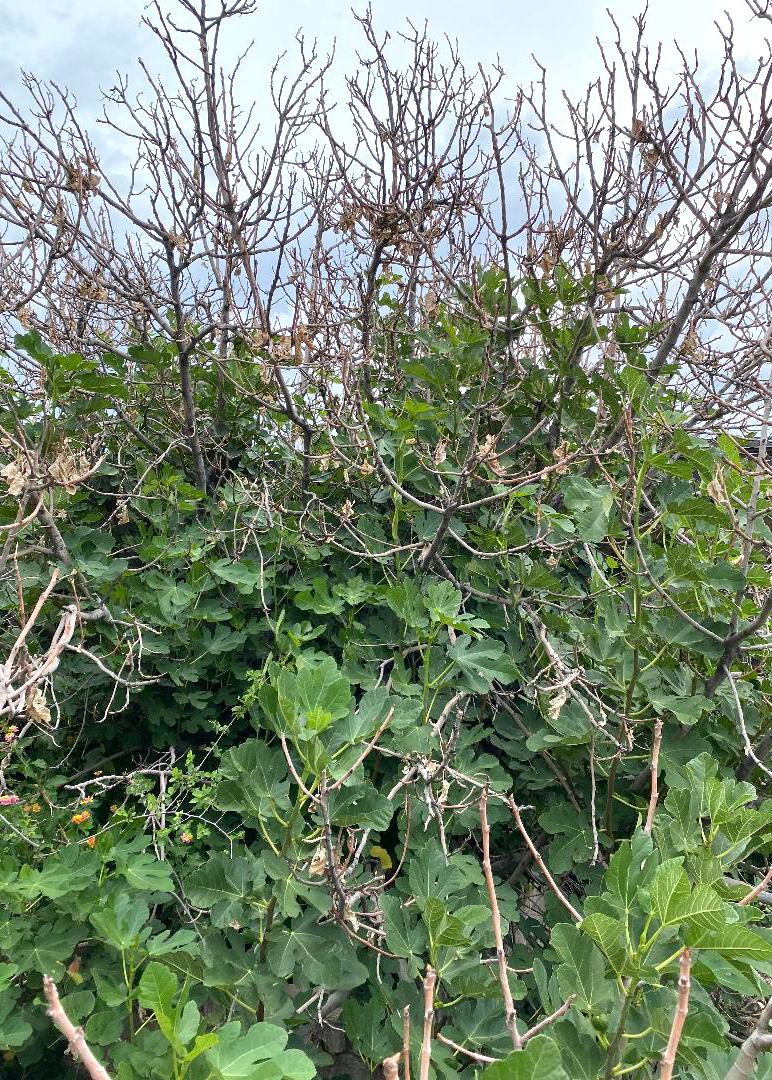 How To Get Rid Of Goat Head Stickers