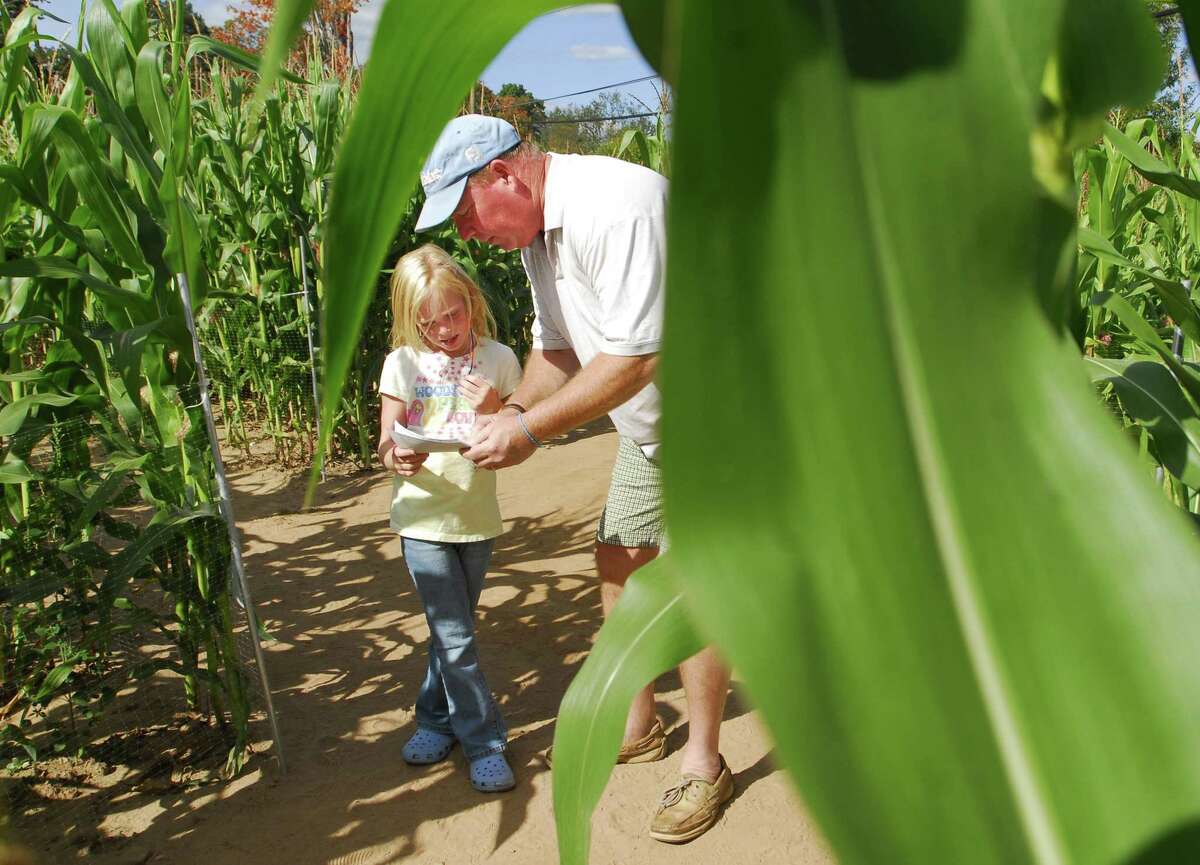 Guests go through the Lyman Orchards Corn Maze in September 2009.