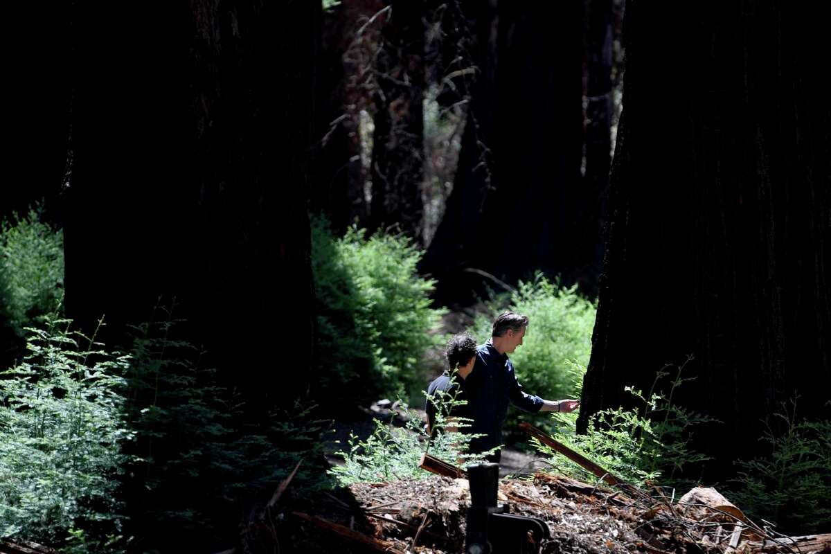 California Gov. Gavin Newsom (right) walks through Big Basin Redwoods State Park on Tuesday. The 18,000-acre park with scarred by the CZU Lightning Complex fires last year.