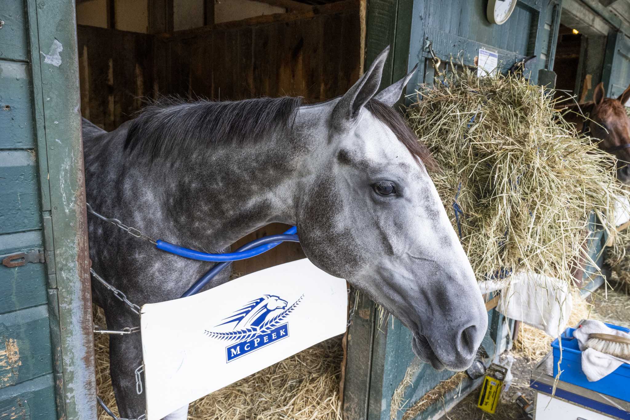 Crazy Beautiful on her way to Alabama at Saratoga - Vimarsana News