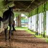 Horses cool out under the eves of the barn in the backstretch barn area at the Saratoga Race Course Wednesday Aug 18, 2021 in Saratoga Springs, N.Y. Photo Special to the Times Union by Skip Dickstein
