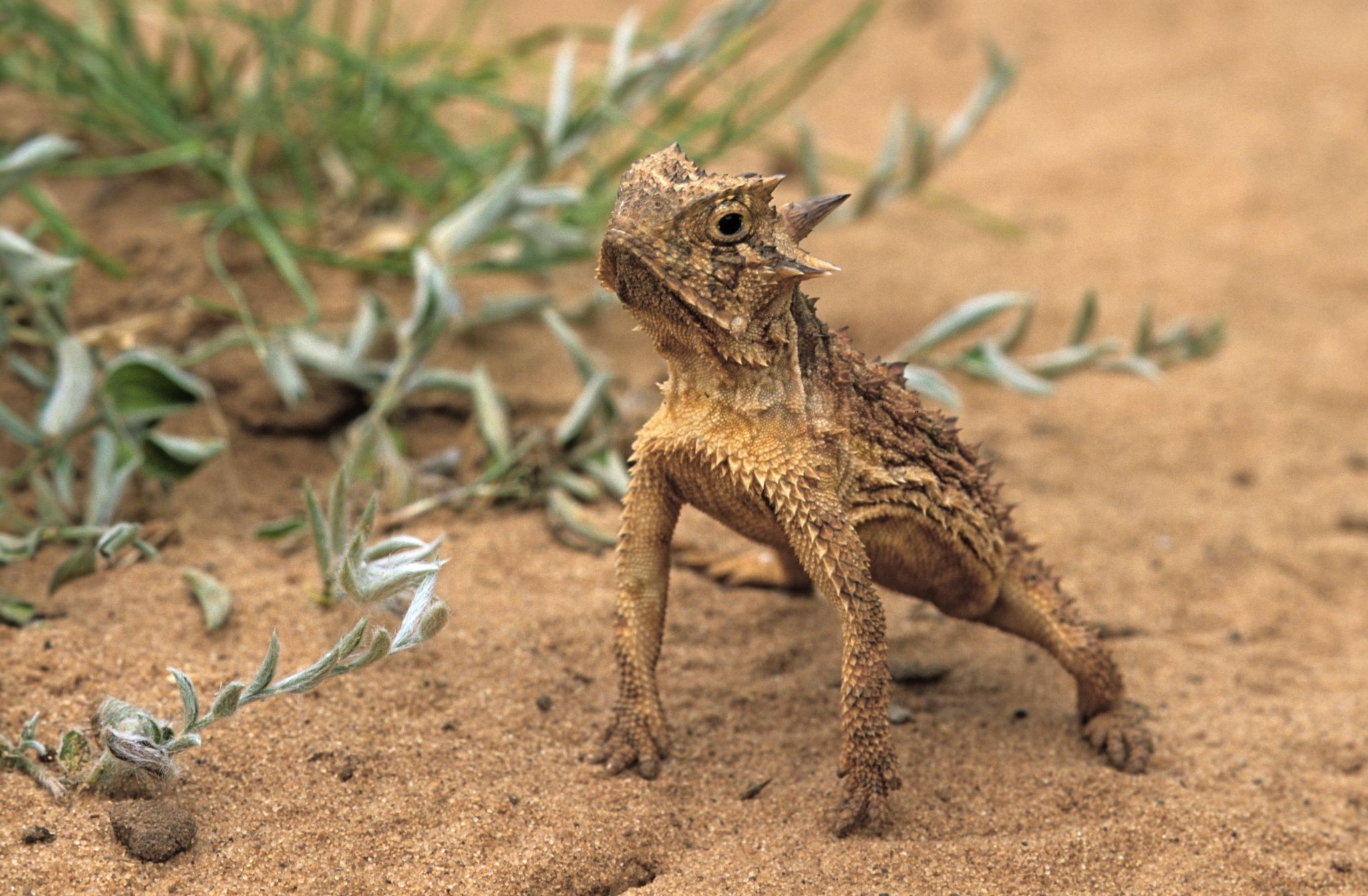 Texas horned lizard saved by Hill Country rancher, TPWD