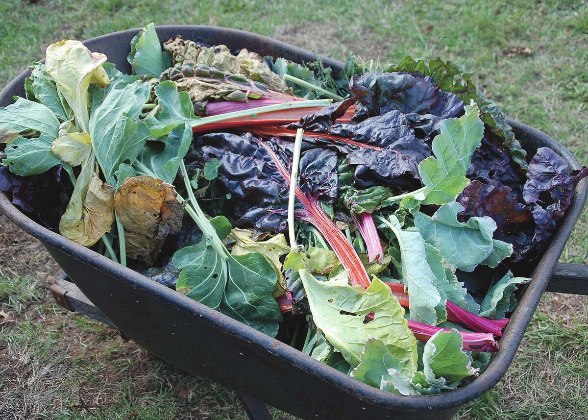 Green Stems on Rhubarb :: Melinda Myers