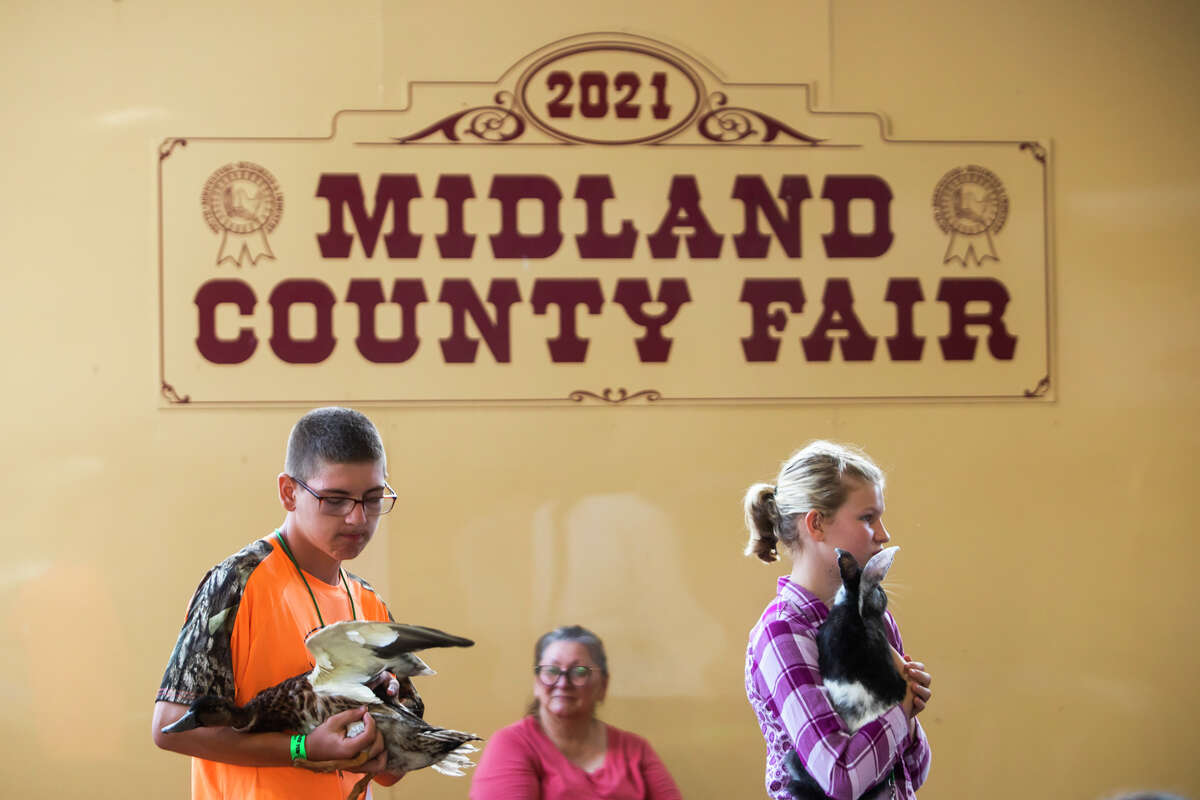 Small animal auction during Midland County Fair