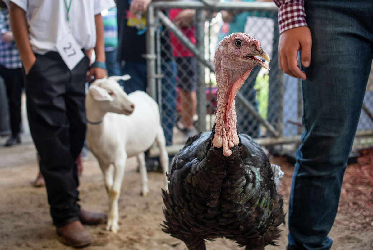 Small animal auction during Midland County Fair