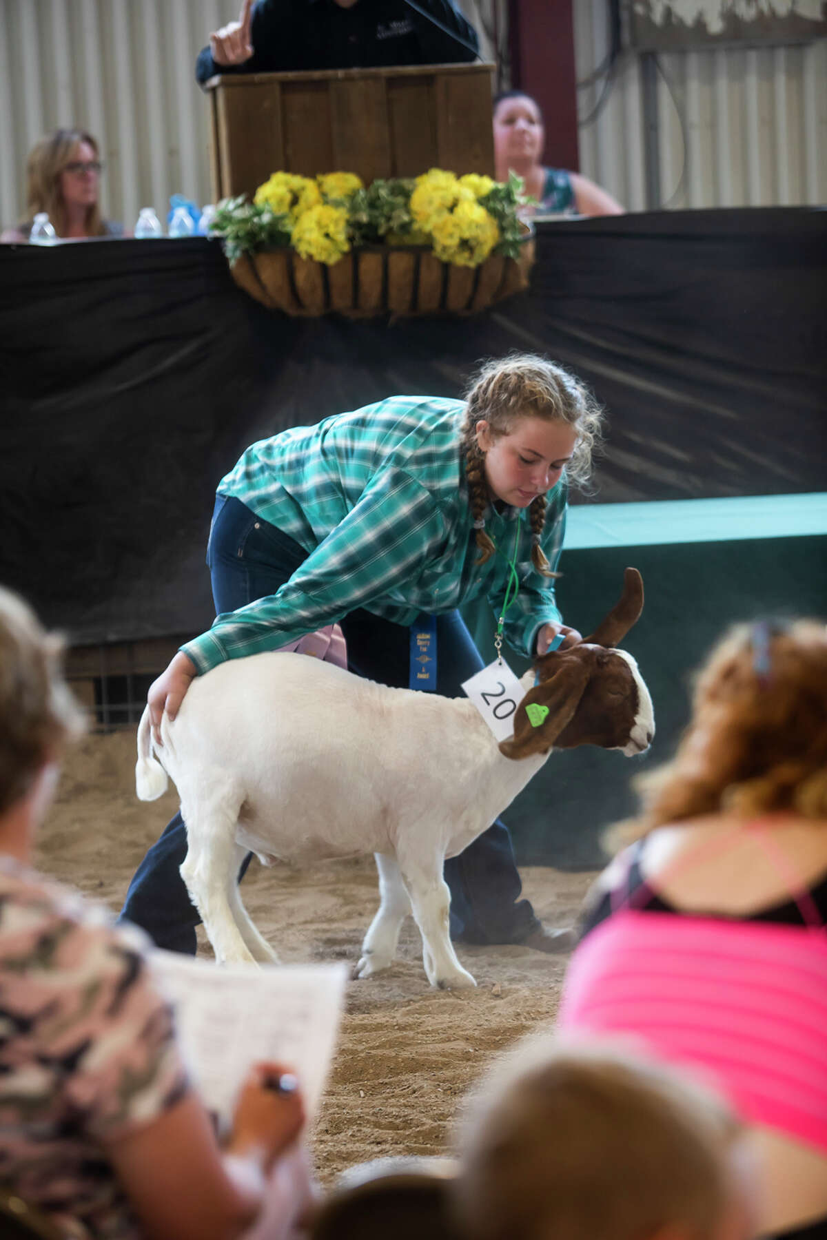 Small animal auction returns at Midland County Fair