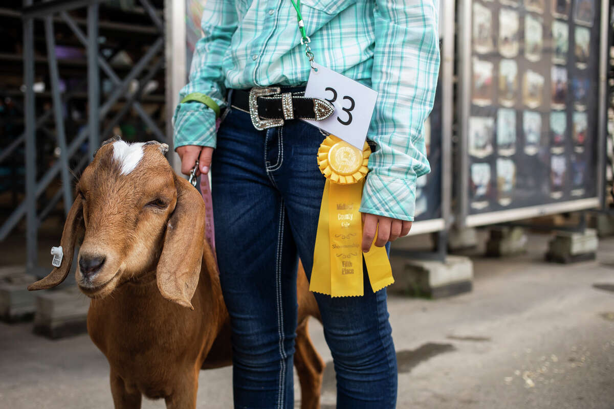 Small animal auction returns at Midland County Fair