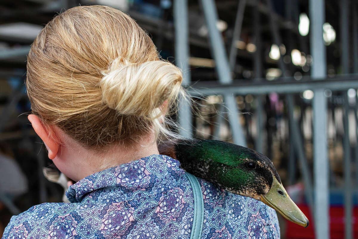 Small animal auction returns at Midland County Fair