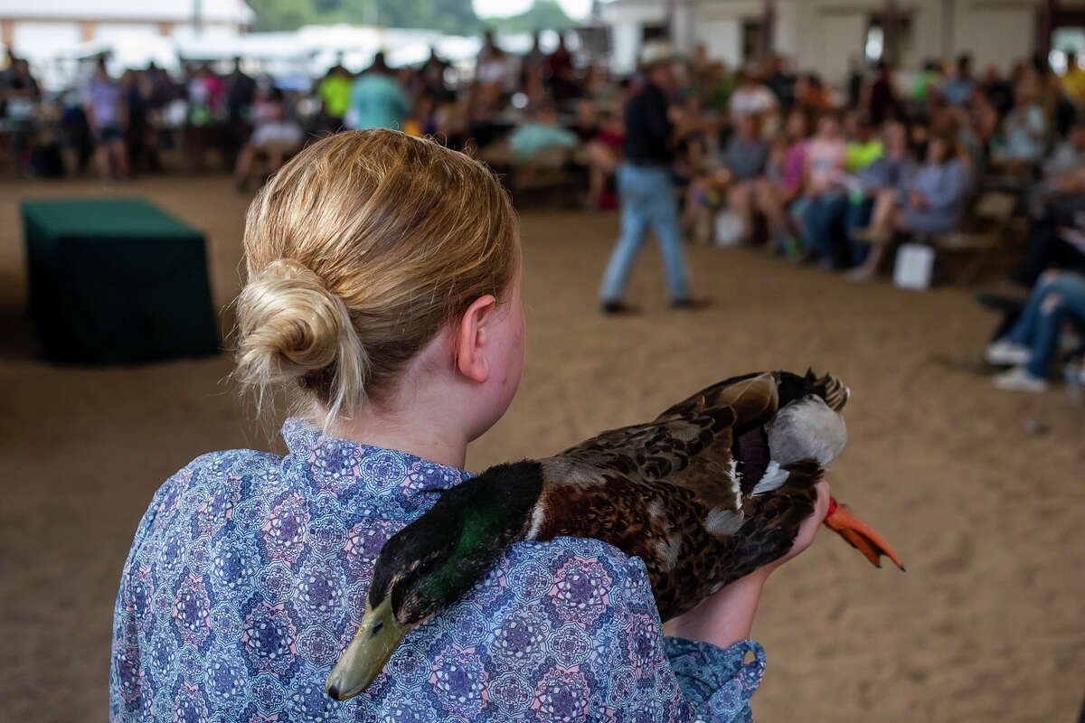 Veva Robinson waits to auction off her duck during the Midland County Fair small animal auction Wednesday, Aug. 18, 2021 at the Midland County Fairgrounds. (Katy Kildee/kkildee@mdn.net)