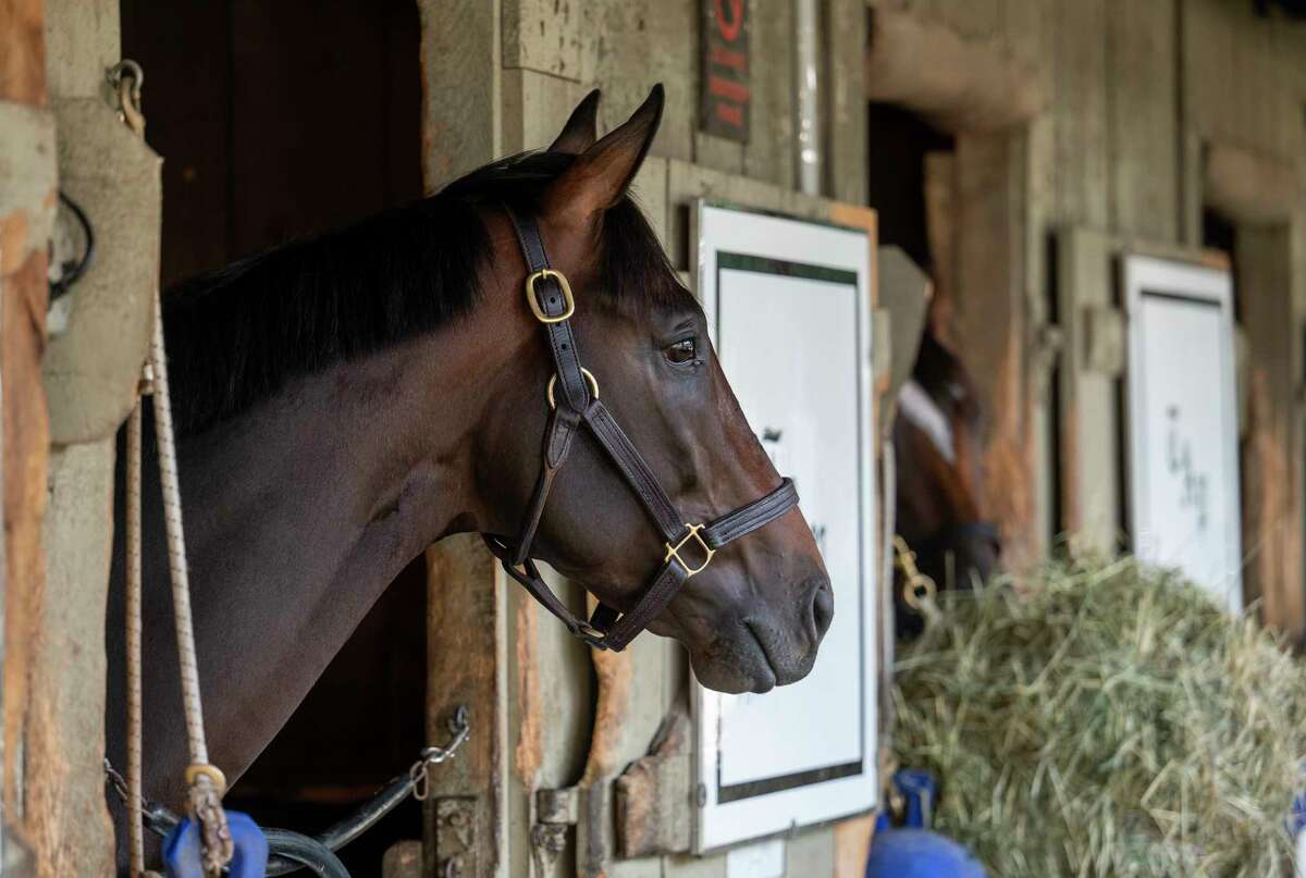 Life is Good checks out the barn area in the Todd Pletcher training stable at the Oklahoma Training Center at Saratoga Race Course on Sunday, Aug. 16, 2021, in Saratoga Springs, N.Y. He's scheduled to run in the H. Allen Jerkens on Aug. 28.