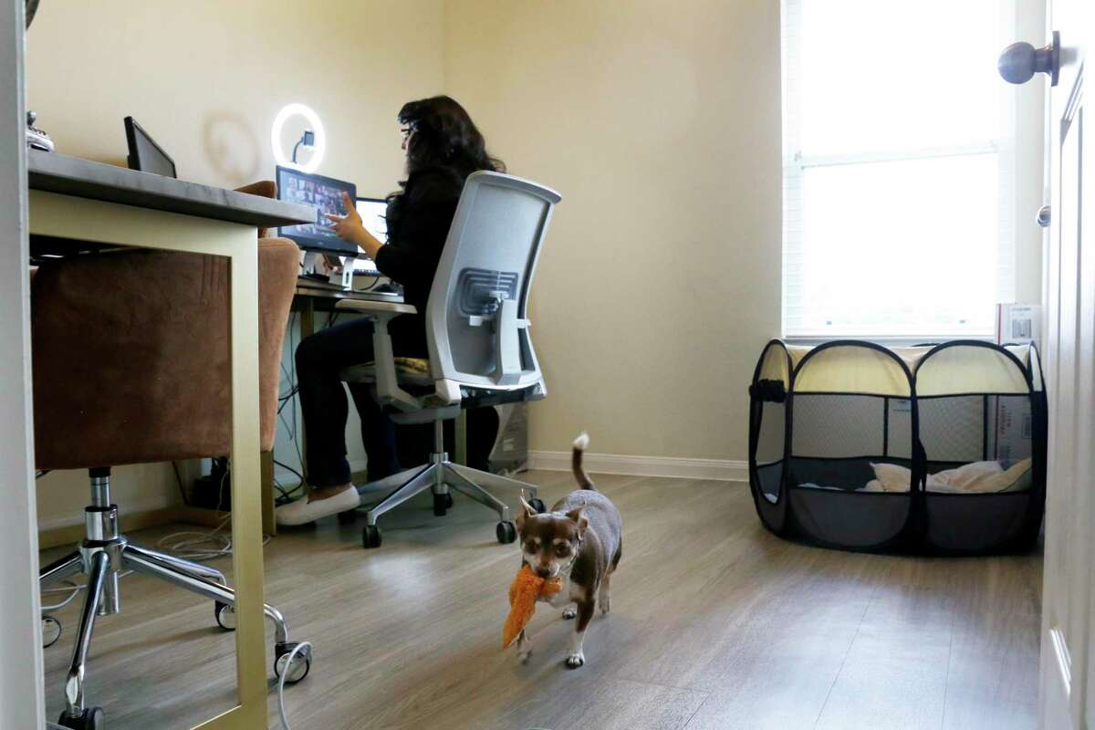 Michica Guillory’s dog Guiness carries toy as she teaches a real estate class to 25 students via Zoom in an upstairs room at her new rental home Thursday, Aug. 19, 2021 in Missouri City, TX. Those looking to rent a single-family house are expressing astonishment at just how frenzied the market has gotten.