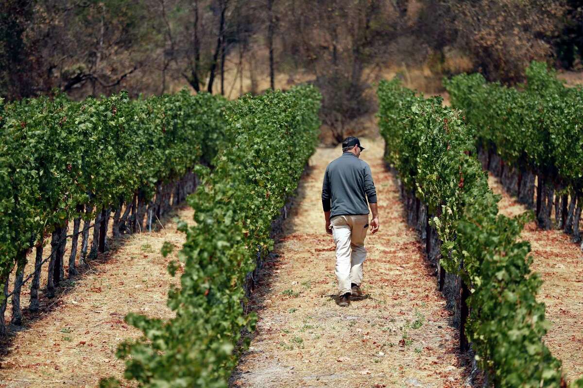 Vineyard operations manager Mike Rogers walks through Dancing Bear Ranch, the Howell Mountain vineyard owned by Cakebread Cellars. The property was initially suspected as the origin point of the Glass Fire, but Cal Fire later ruled it out.