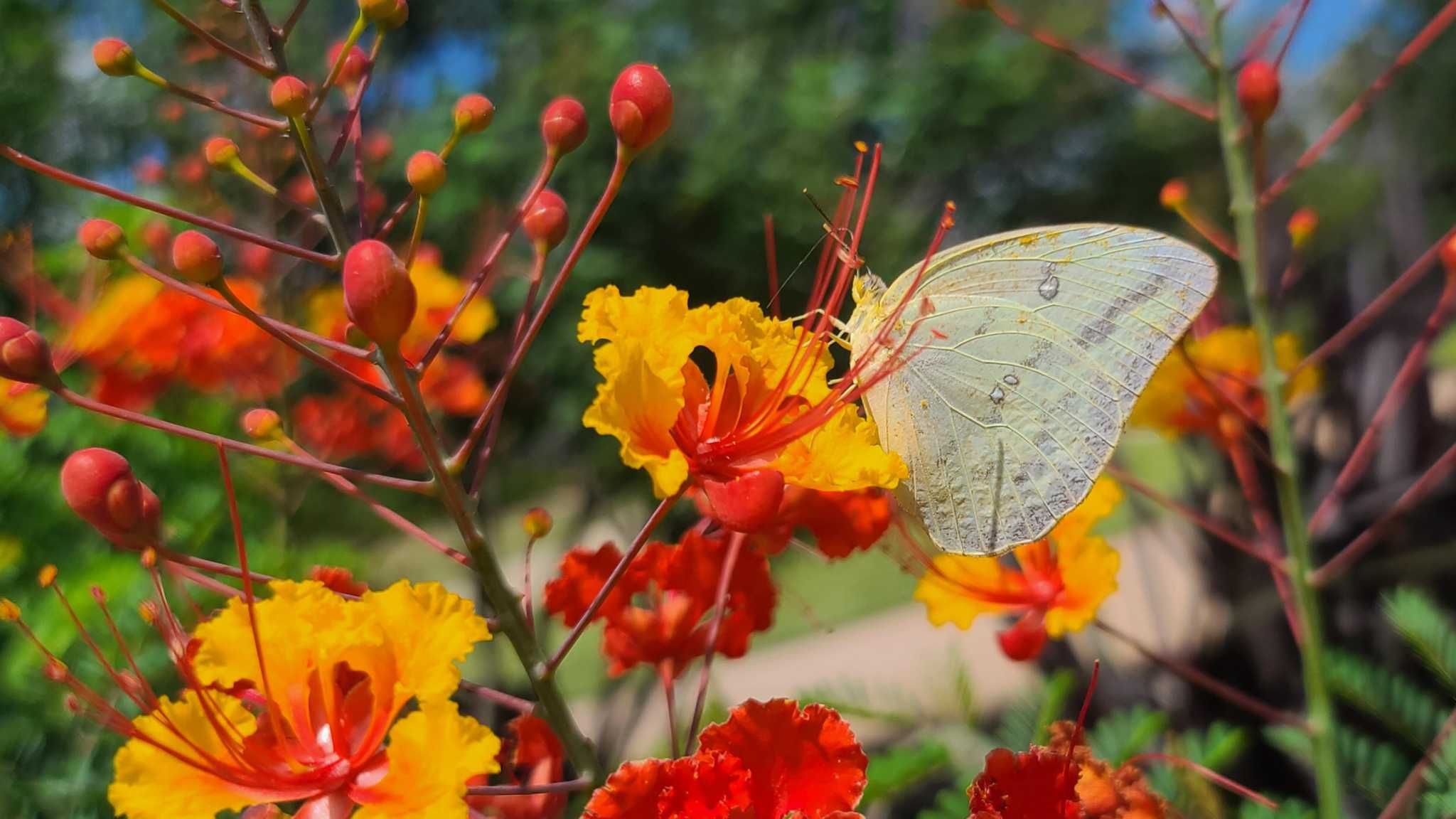 Flowers Of Sulphur For Arthritis Best Flower Site