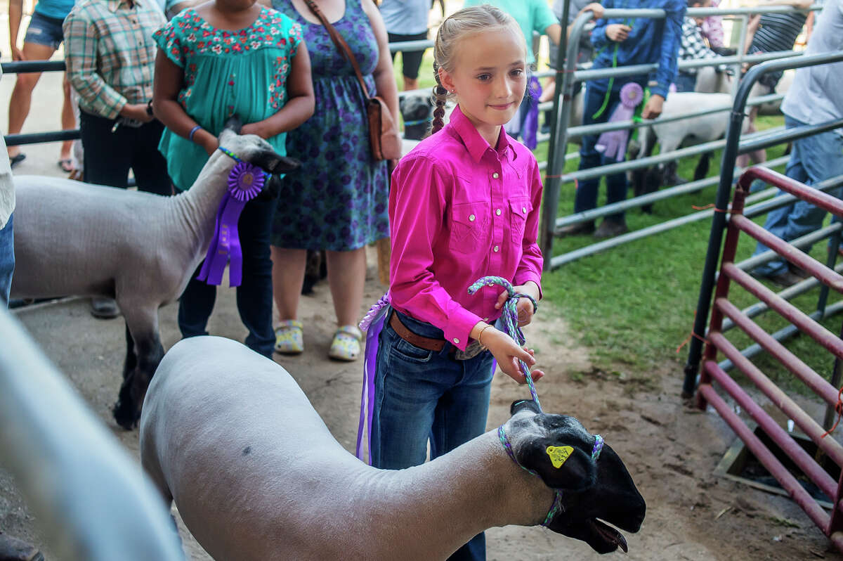 Ruthie Waskevich waits for her turn to show her lamb during the Midland County Fair large animal auction Thursday, Aug. 19, 2021 at the Midland County Fairgrounds. (Katy Kildee/kkildee@mdn.net)