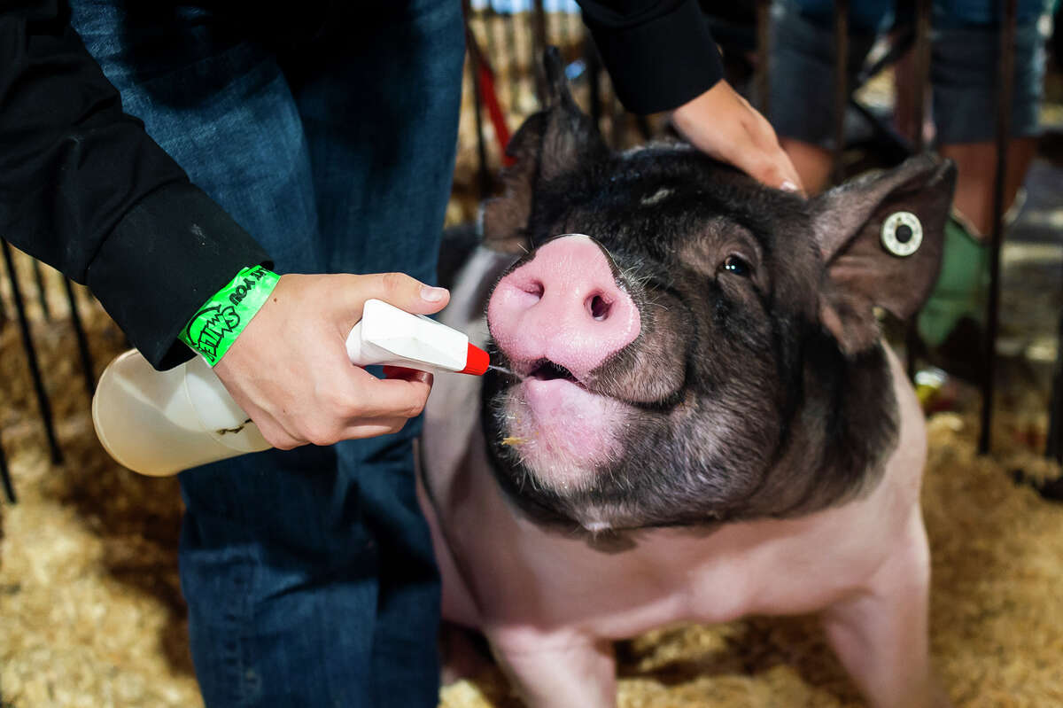 Emily Carroll squirts water into her hog's mouth before auctioning it off in the Midland County Fair large animal auction Thursday, Aug. 19, 2021 at the Midland County Fairgrounds. (Katy Kildee/kkildee@mdn.net)