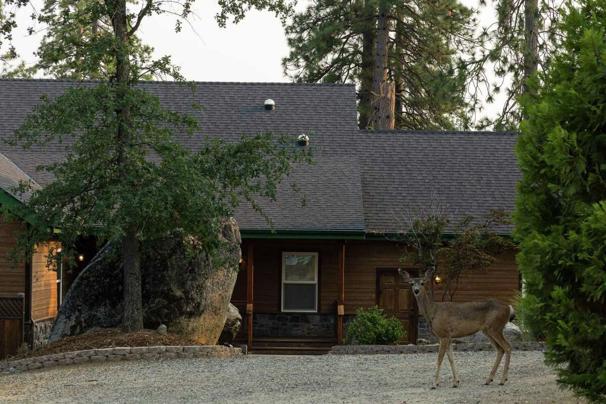 A deer walks in front of the onetime Mariposa County home of Jonathan Gerrish and Ellen Chung on Aug. 19, 2021.