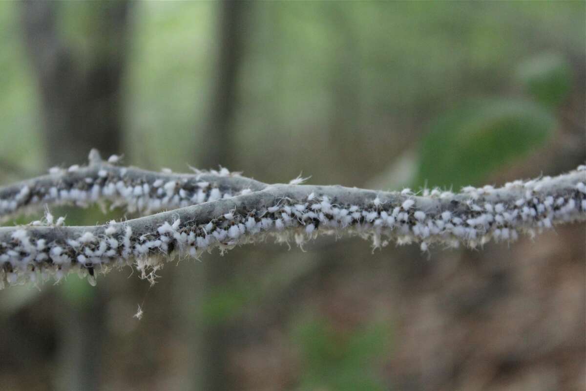 Wooly aphids eating sap from a beech tree in the woods.