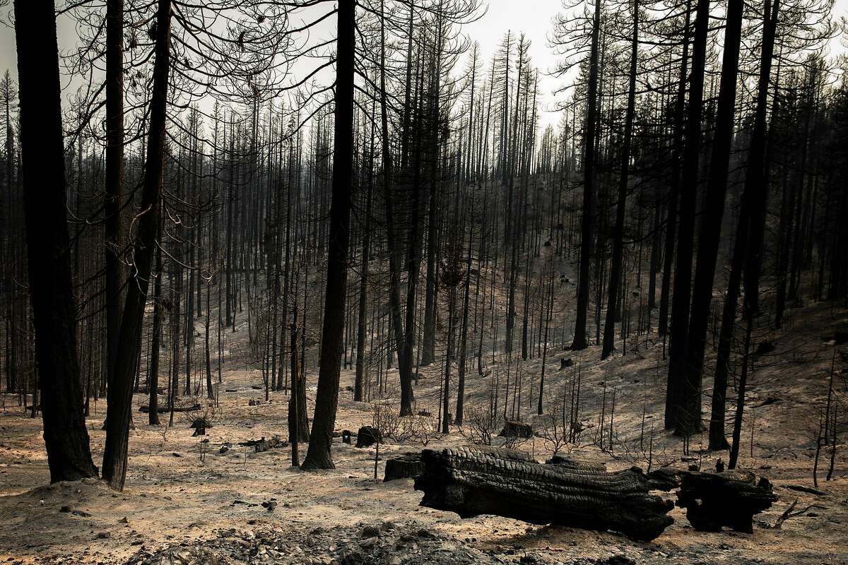 The trees are charred and the ground is ash in Humbug Valley after the Dixie Fire swept through Maidu land in Plumas County, California on Thursday, Aug.19, 2021. Humbug Valley, part of the Maidu’s ancestral homeland, burned when the Dixie Fire swept through the area just two years after the land was reacquired from PG&E.