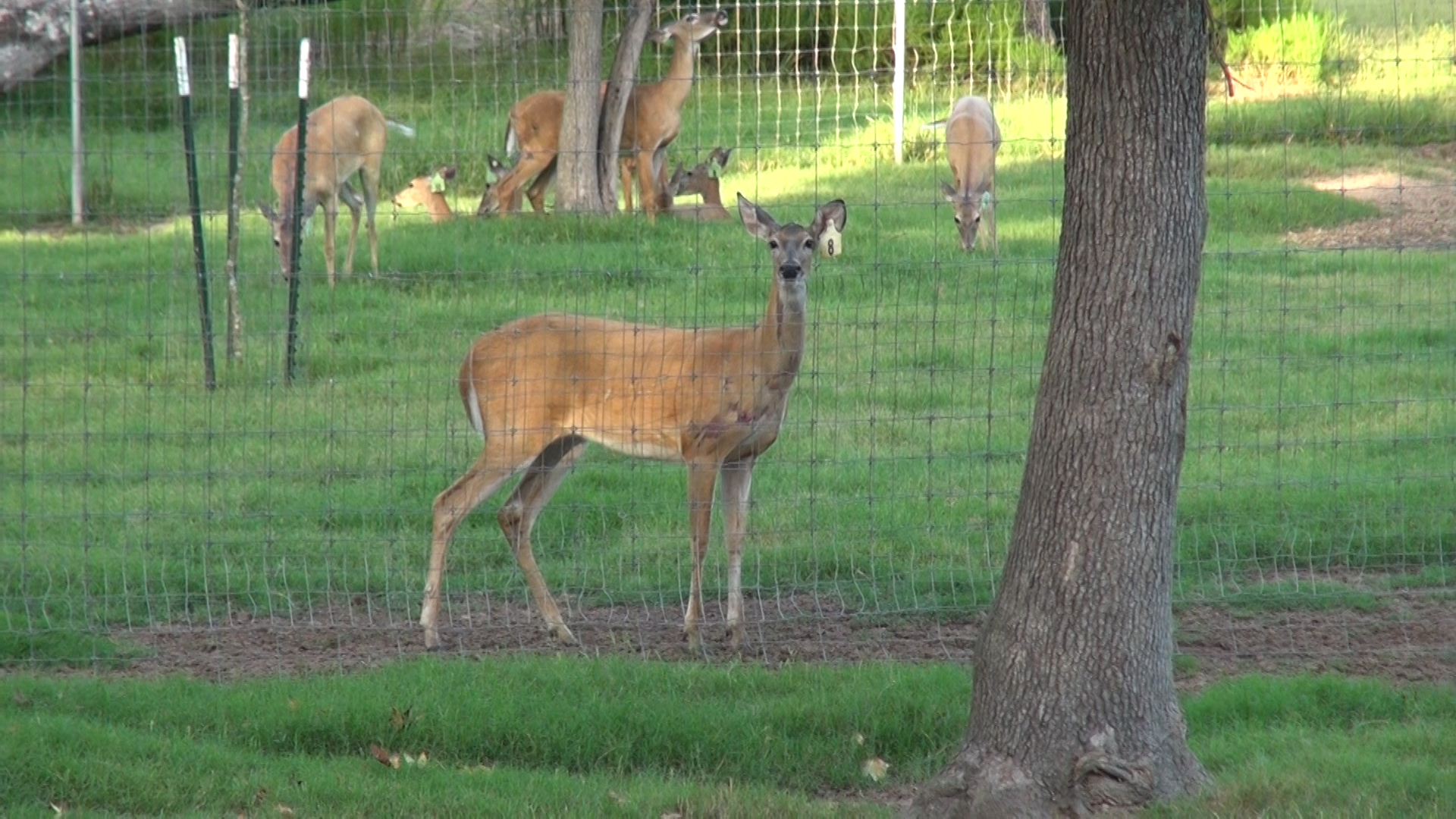 'A bloody frenzy' 24 deer, mostly fawns, dead after dog attack on