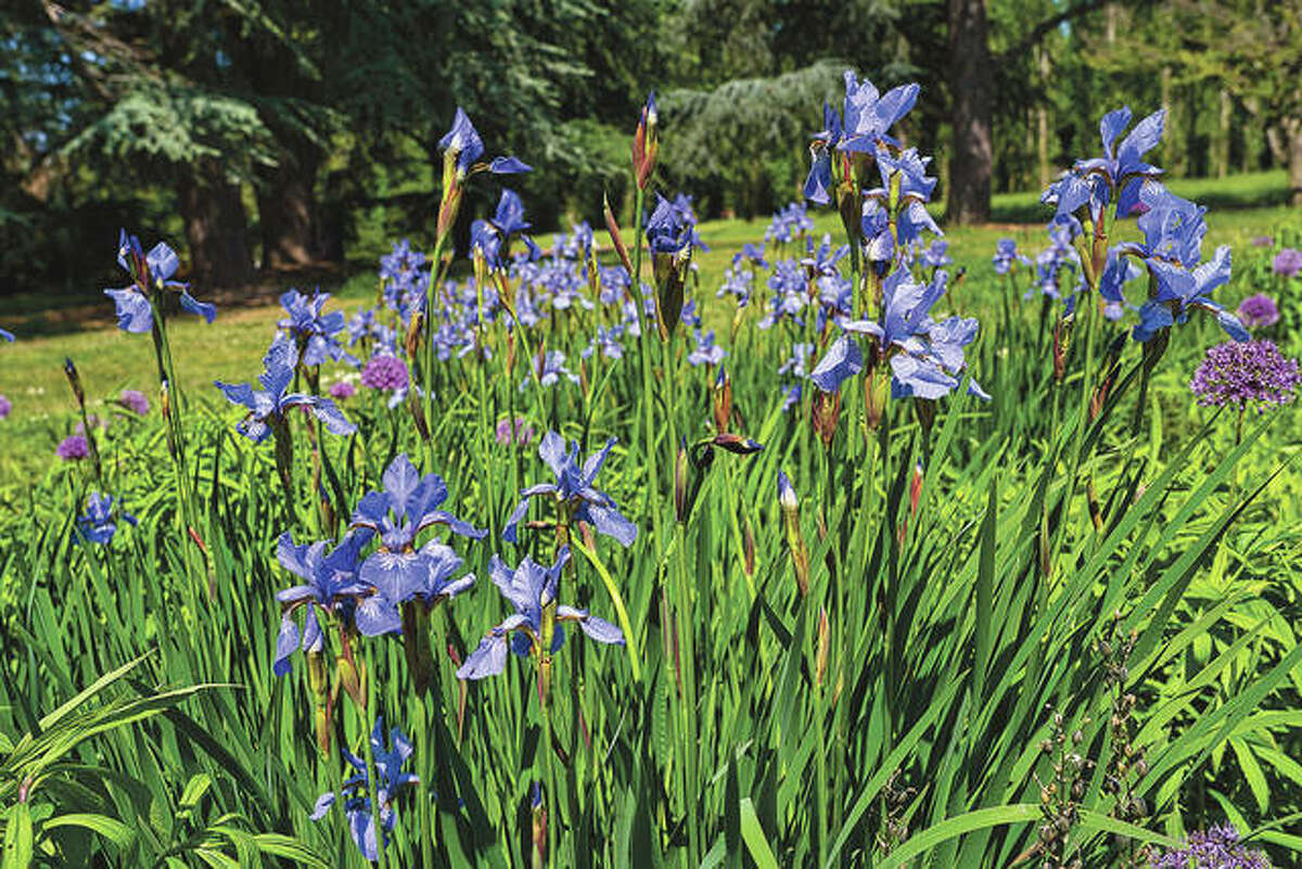 While they can be divided any time after they are done blooming, July and August are the best time to divide irises.