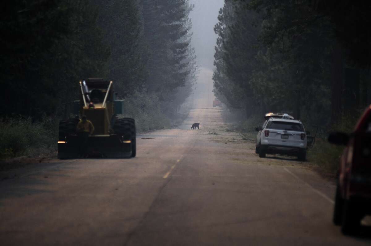 A bear was seen crossing Mormon Emigrant Road during the Caldor Fire in California's Eldorado National Forest on August 20, 2021. 