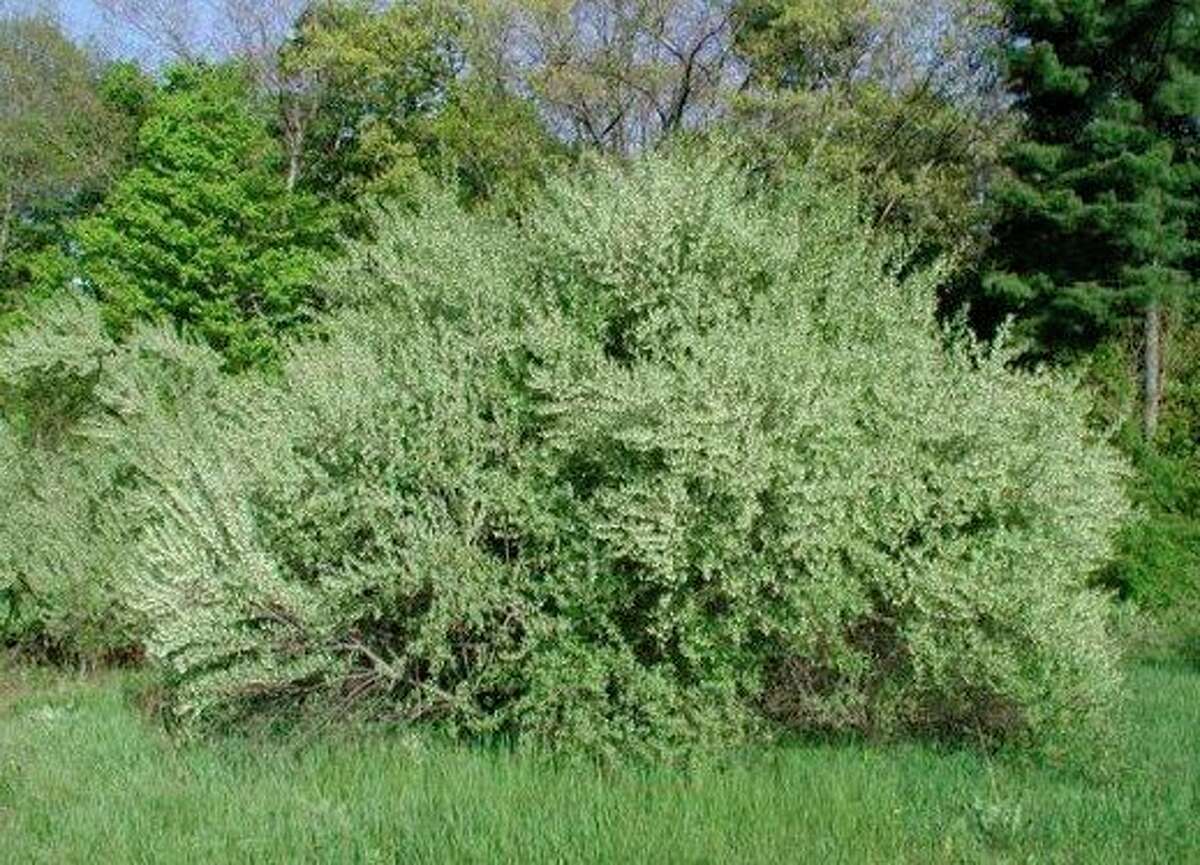 Autumn olive was originally introduced more than 50 years ago as a tool for erosion control and habitat establishment, however, the deciduous shrub quickly took over the Midwest. (Courtesy photo)