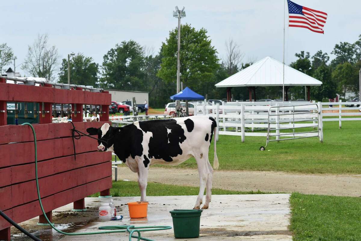 The Litchfield County 4H Fair was held Saturday and Sunday at the Goshen Fairgrounds, where this heifer waits for her bath.