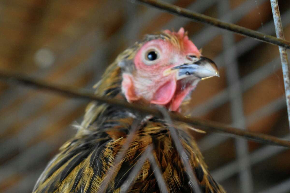 Litchfield County 4H Fair held at Goshen Fairgrounds Aug. 78