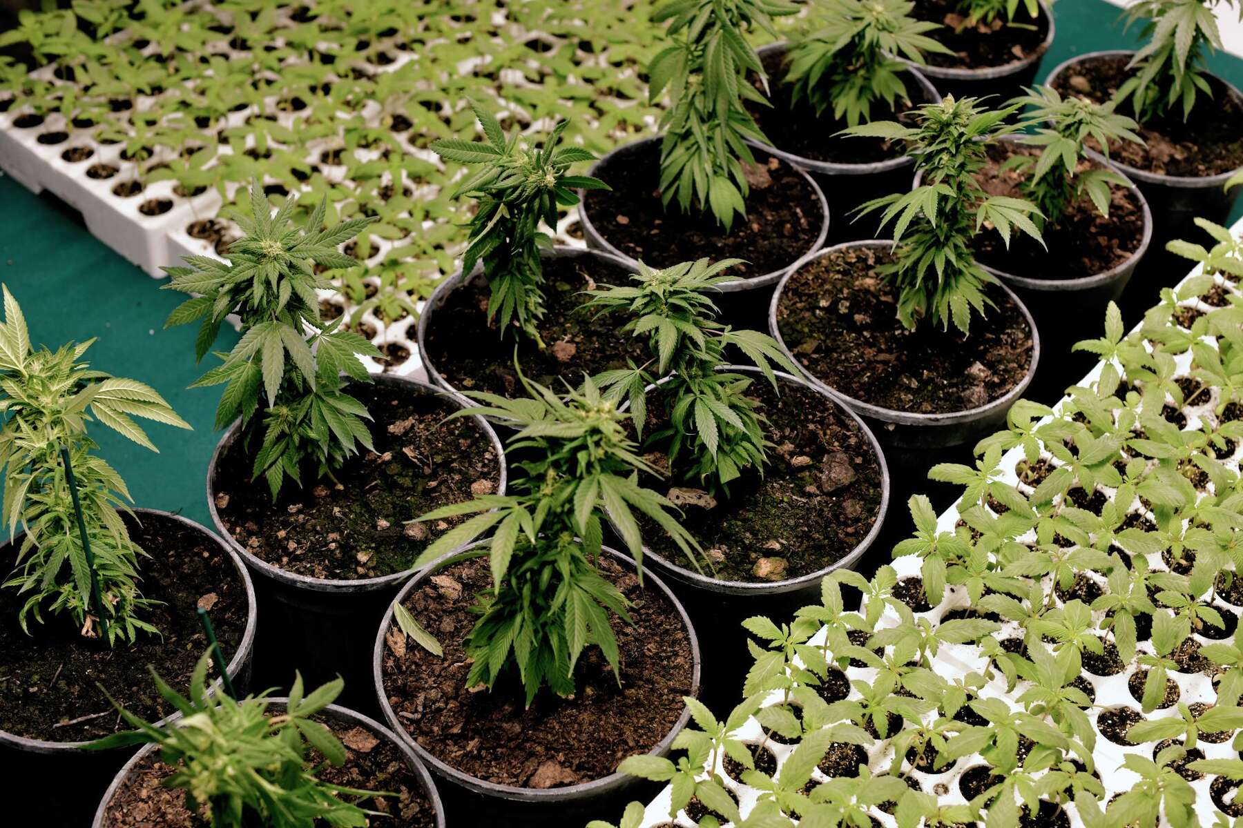 CBD vs THC vs Delta-8: What are the differences and which should you choose?