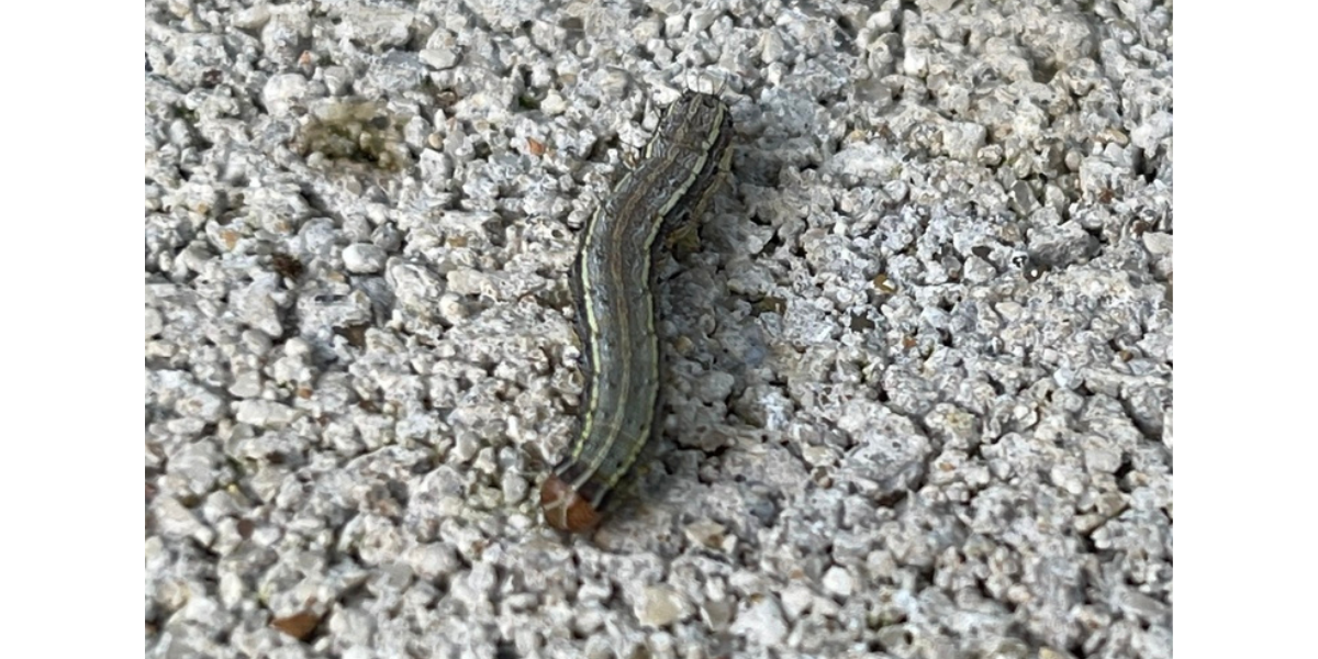 An armyworm outbreak is wreaking havoc on Texas lawns