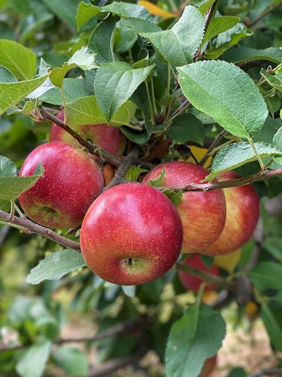 Liberty Apple Orchard open for the season