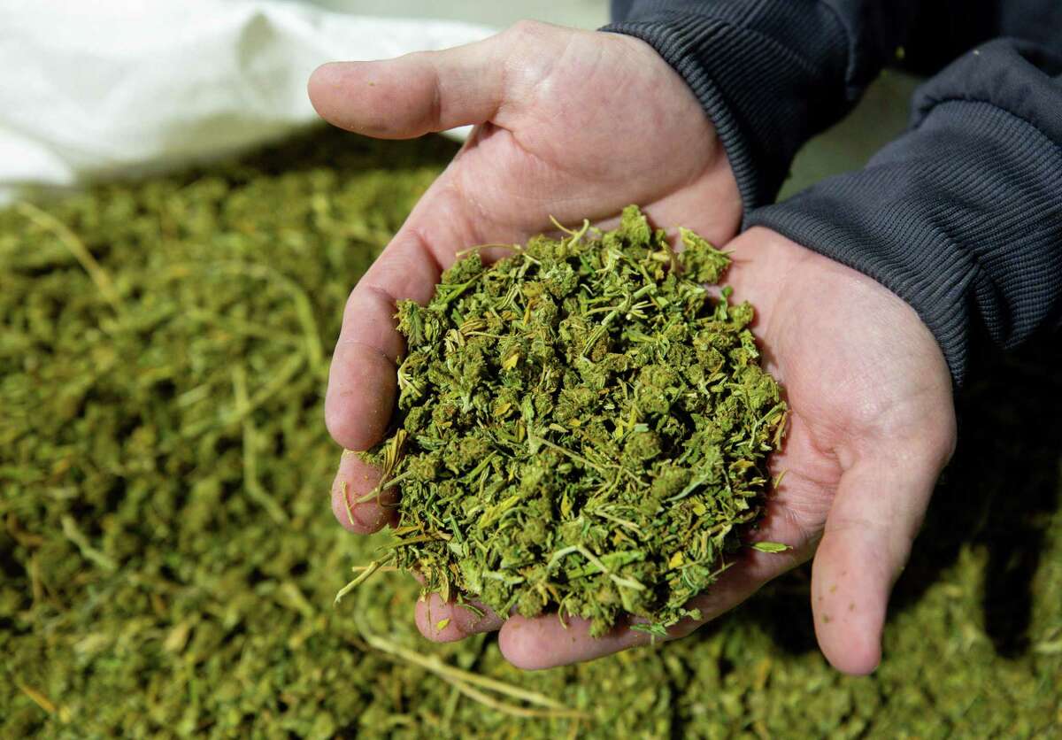 Bayou City Hemp co-founder Ben Meggs holds some of the unprocessed harvested hemp on Thursday, June 24, 2021, in Houston. Bayou City Hemp is one of the largest hemp manufacturing outposts to launch since Texas legalized hemp in 2019. Founding executives left the oil and gas industry after the bill passed and got into the growing CBD industry.
