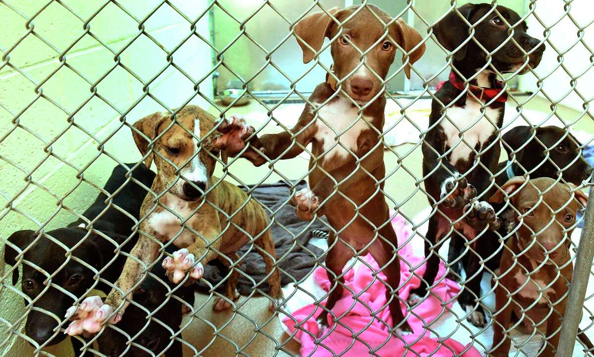 Pit Bull puppies that are for adoption at PAWS Tuesday, August, 23, 2021, in Norwalk, Conn. Clear the Shelters Week was extended this year to a month-long process due to the pandemic.