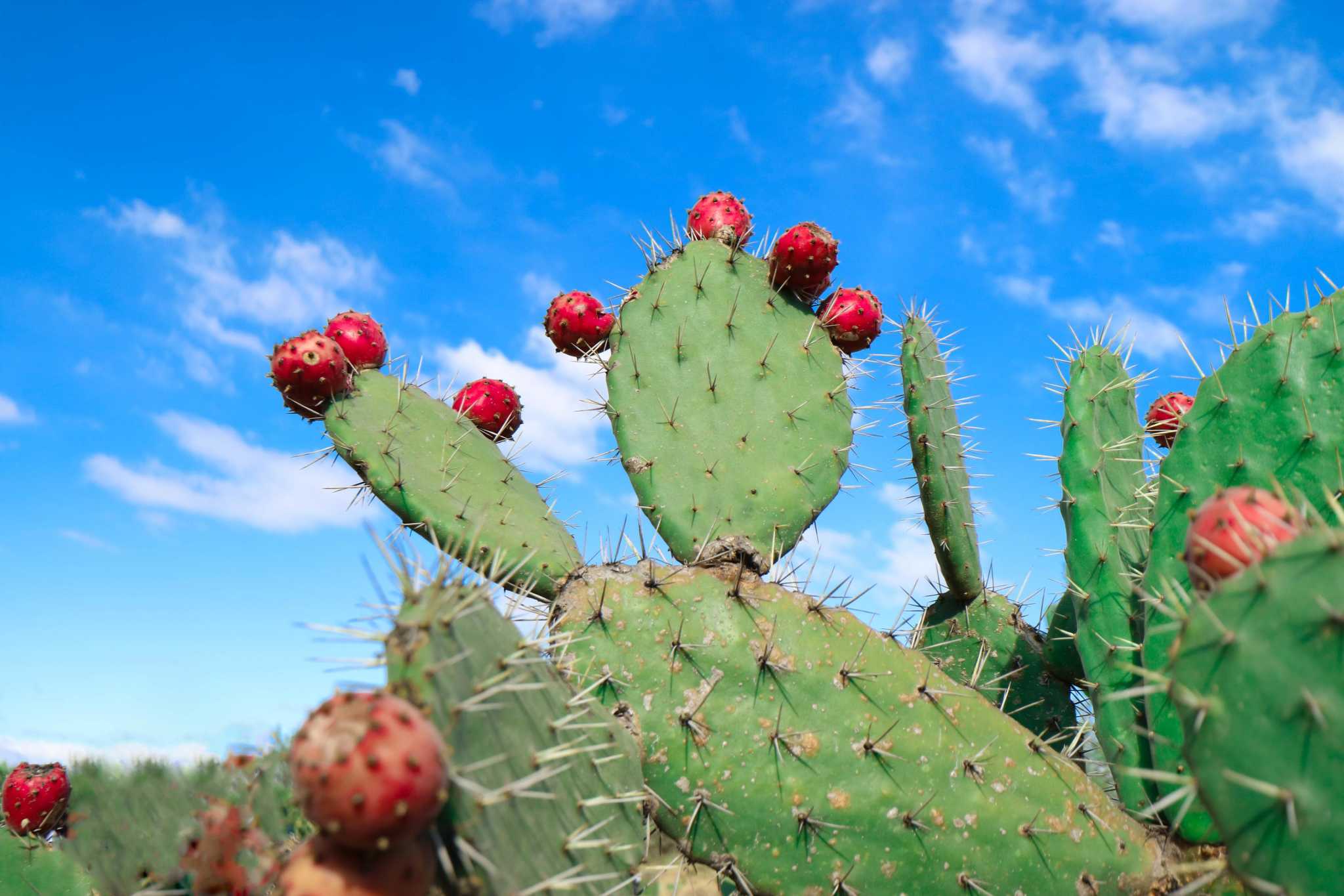 how to harvest, peel and make syrup from prickly pear cactus fruit