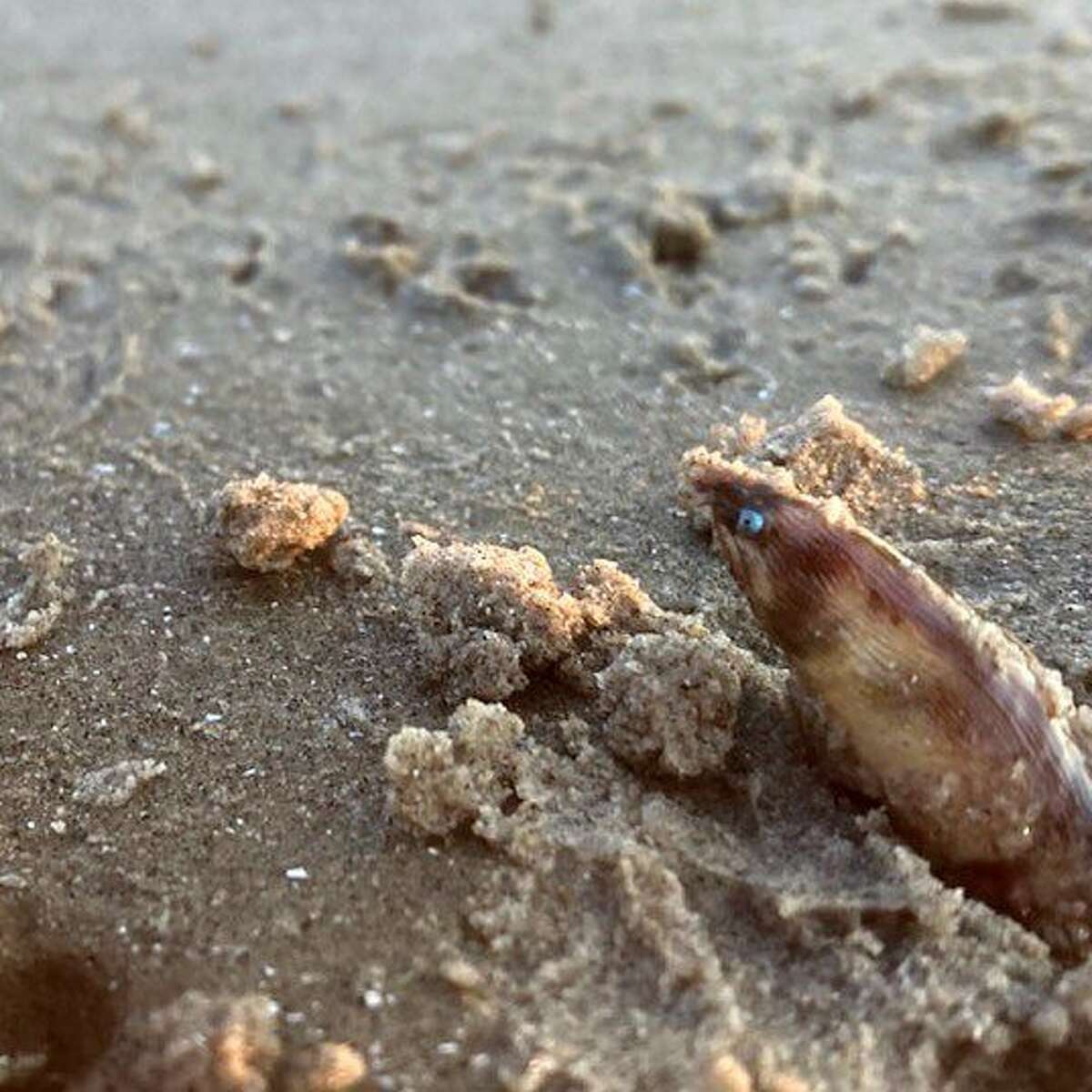 On August 18, officials with the Texas Parks and Wildlife Department shared a photo on Facebook of a shrimp eel a Galveston beachgoer saw while along the shore.   