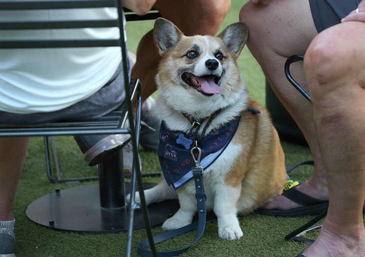 Newton, a Pembroke Welsh corgi, likes to stroll under the tables in search of treats during his walk at Pearl. Newton and his owner live at the nearby Southline Residences.