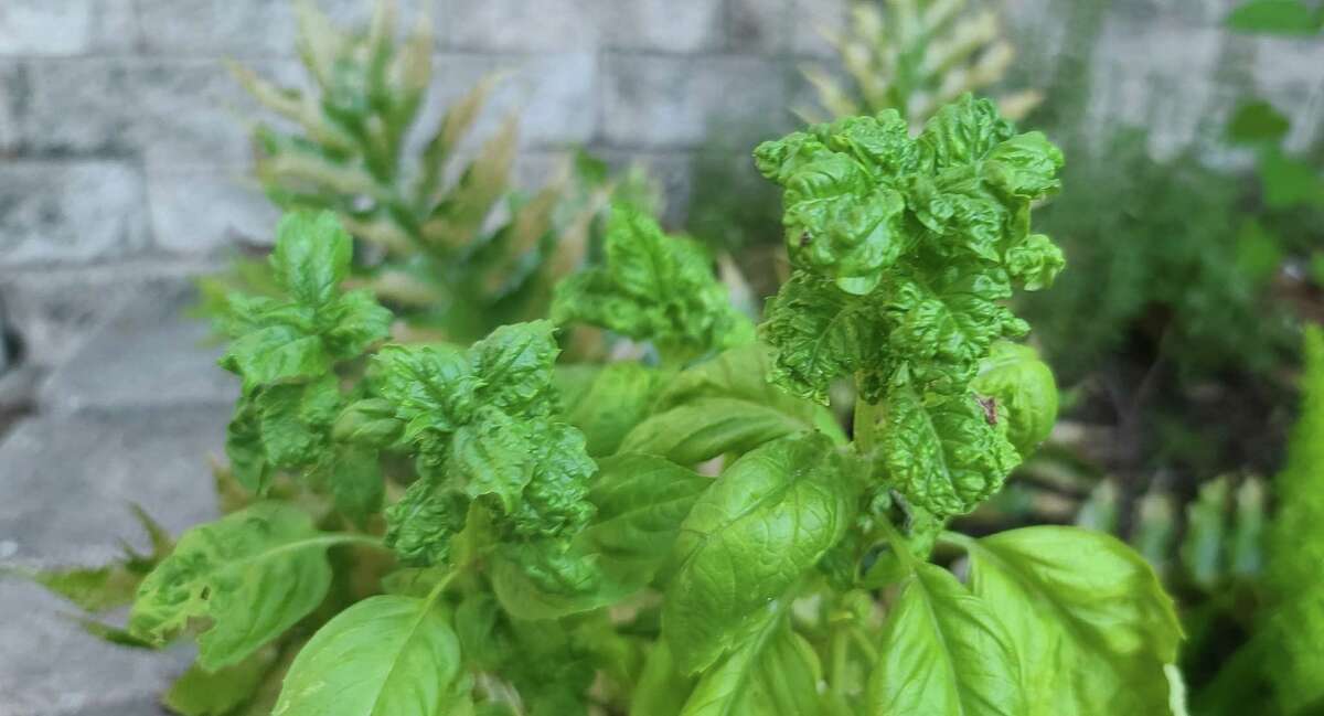 Basil generally loves the sun, warm temperatures and moderate humidity.  Excessive watering, watering, or excessive sunlight can cause the leaves to shrink.